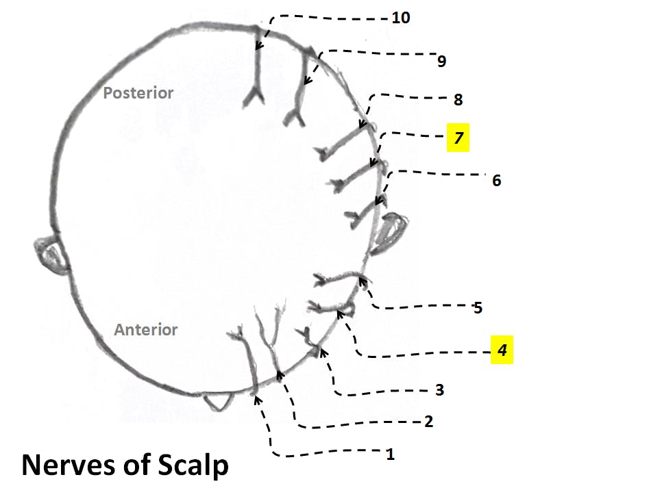 scalp & Face