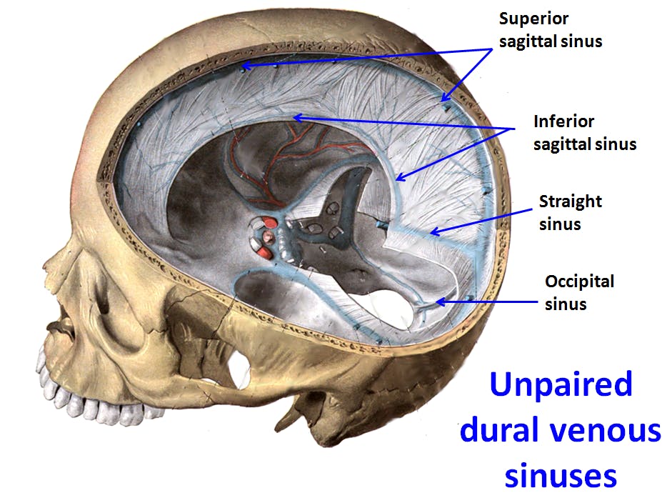 Cranial meninges & dural venous sinuses
