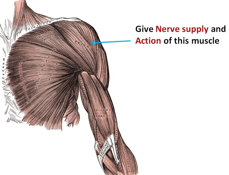 Upper limb -soft parts