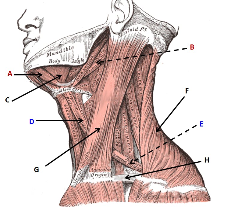 Neck Muscles