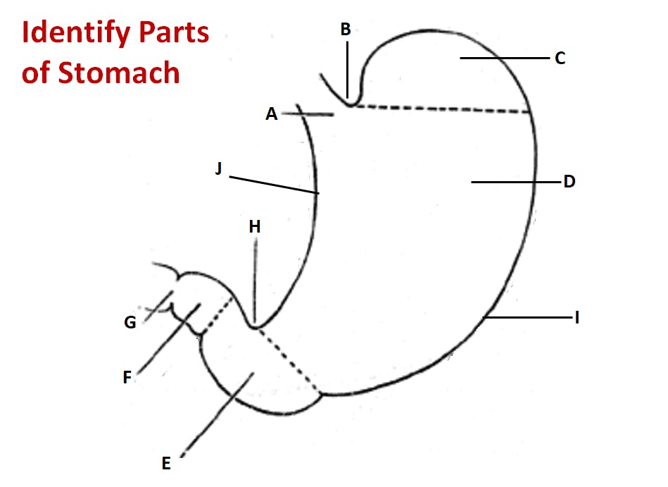 Stomach
