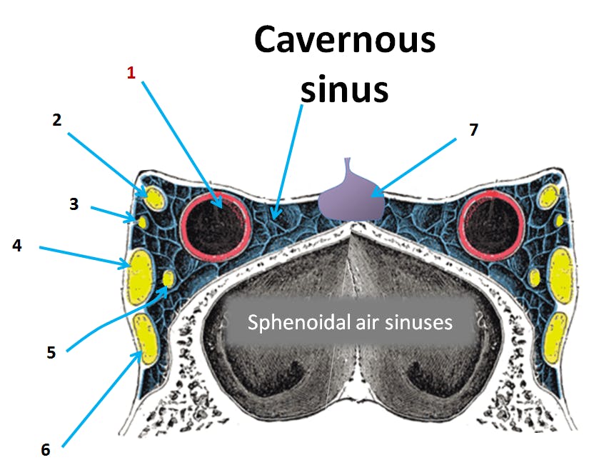 Cranial meninges & dural venous sinuses