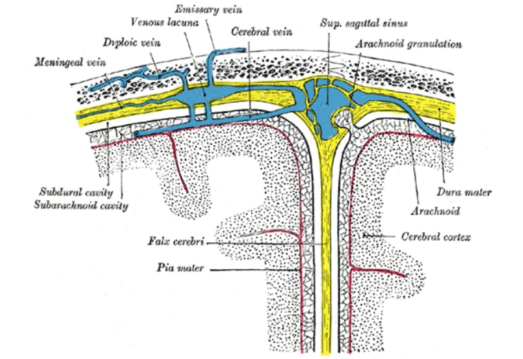 Cranial meninges & dural venous sinuses