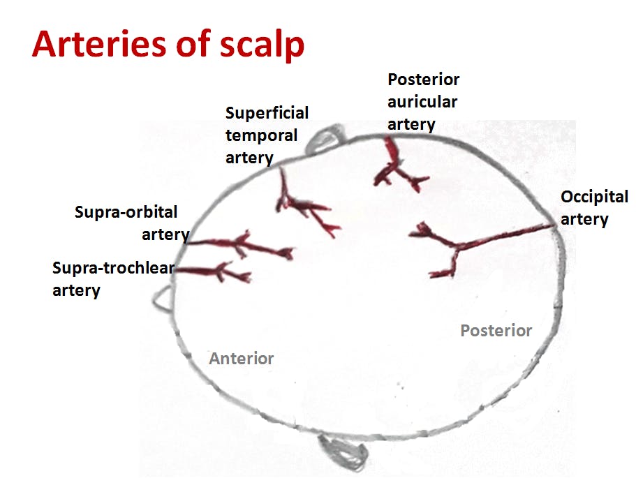 scalp & Face
