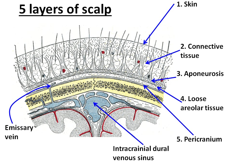 scalp & Face