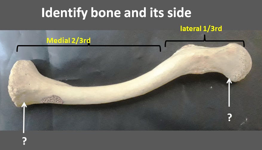 Clavicle