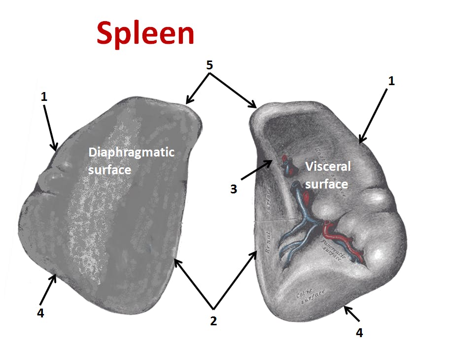 Spleen