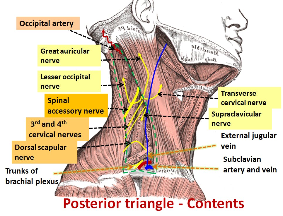 Neck Muscles