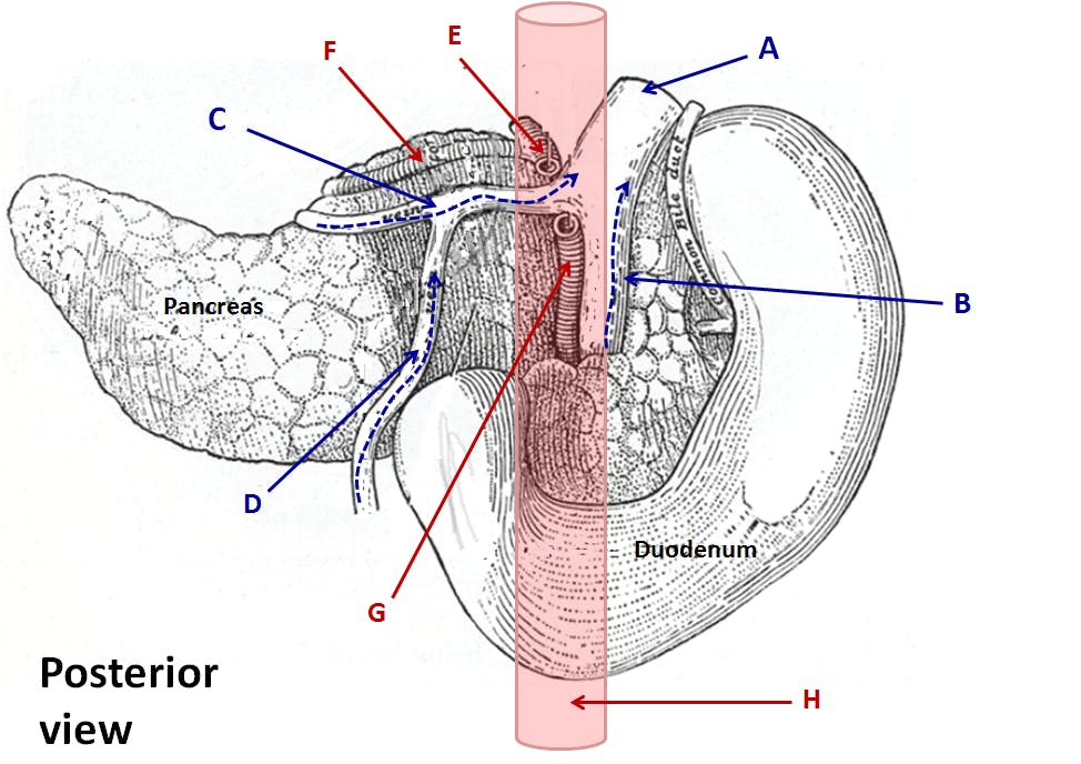 Portal vein