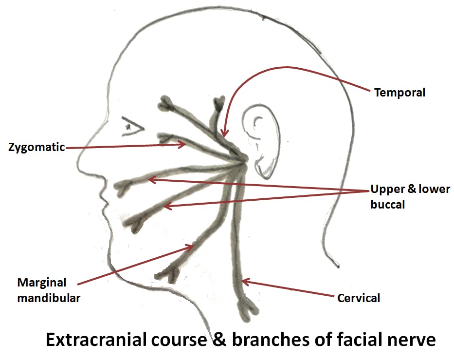 Facial nerve