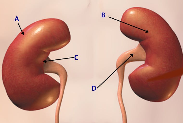 Kidney