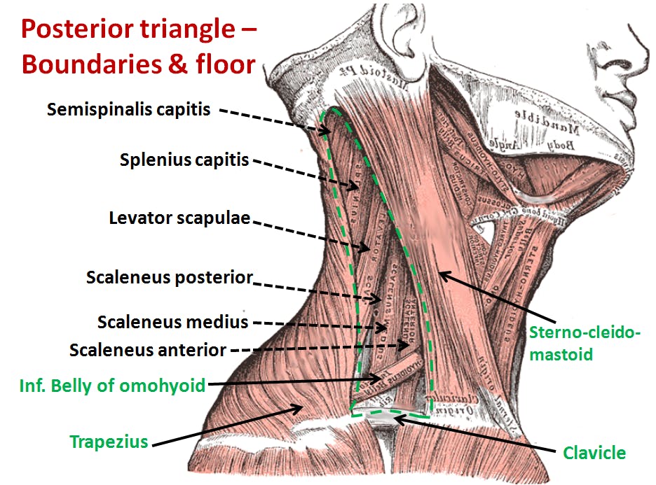 Neck Muscles
