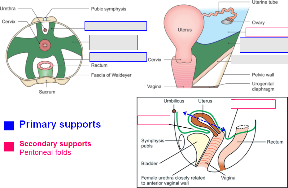 Lable supports of uterus