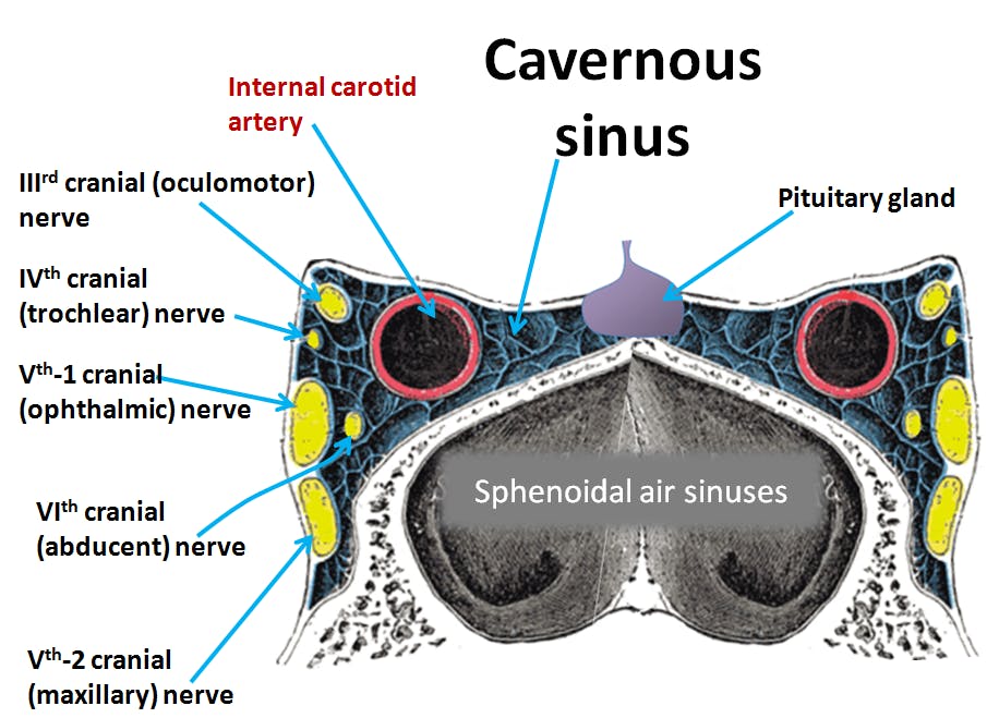 Cranial meninges & dural venous sinuses
