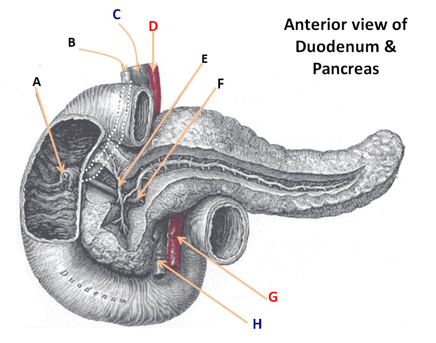 Duodenum & Pancreas