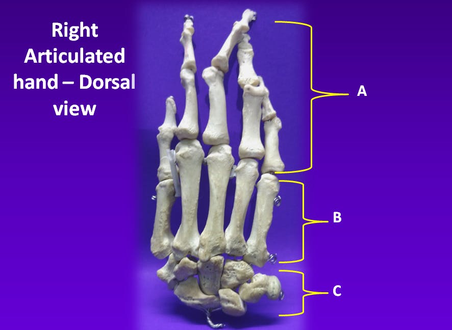 Articulated Hand