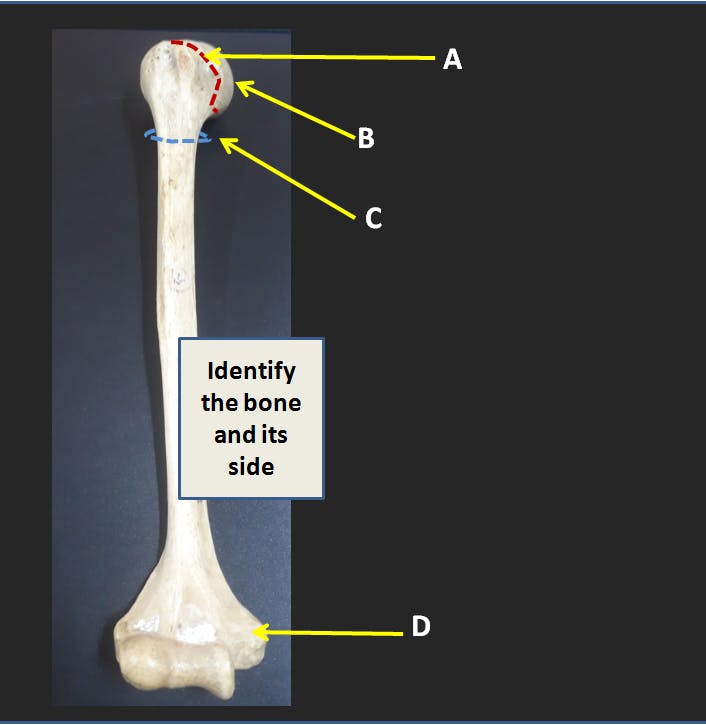 Humerus