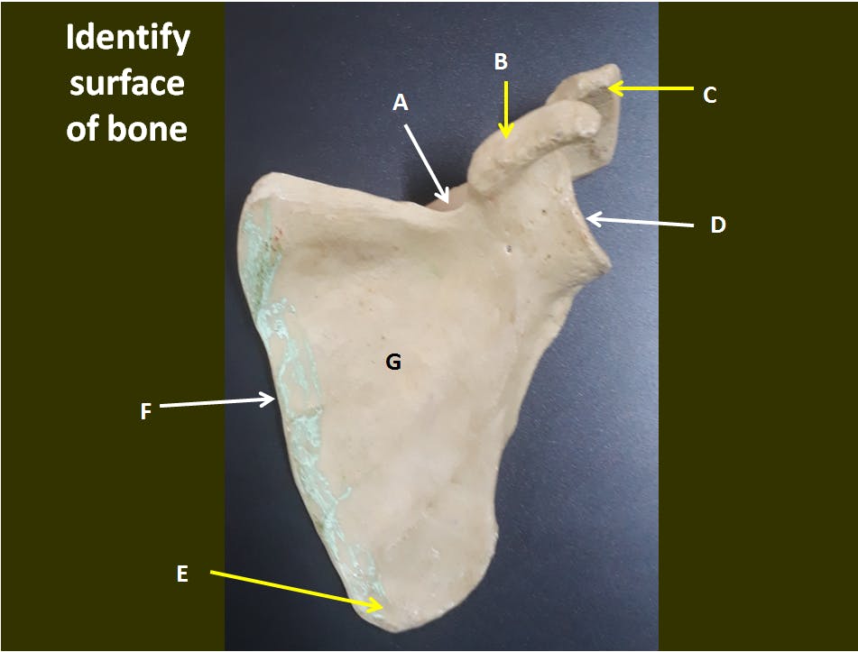 Scapula